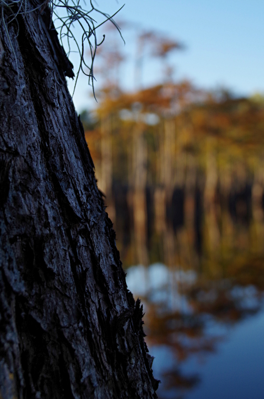 Осенние болотные кипарисы