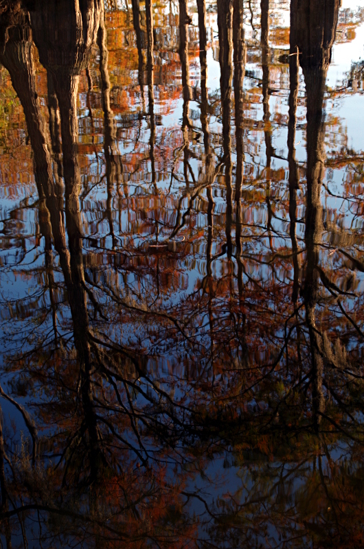 Осенние болотные кипарисы