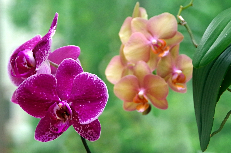 Беби динамит орхидея фото